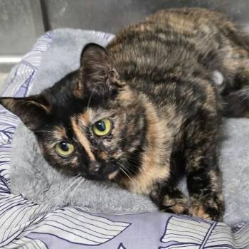 Willow Cat OS AZ -  Domestic Short Hair Cat for Adoption in Las Vegas, Nevada - Willow Cat OS AZ | PetCurious