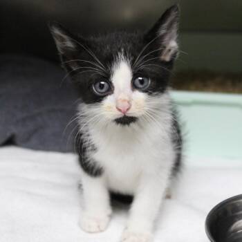 Def Leppard -  Domestic Short Hair Cat for Adoption in Auburn, Alabama - Def Leppard | PetCurious
