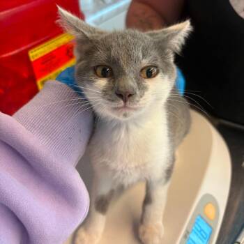 Milly -  Domestic Short Hair Cat for Adoption in Huntington, West Virginia - Milly | PetCurious