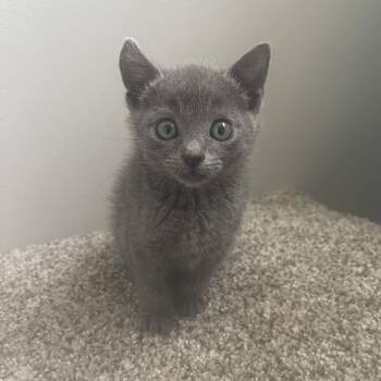 Overstimulated -  Domestic Short Hair Cat for Adoption in Valdosta, Georgia - Overstimulated | PetCurious