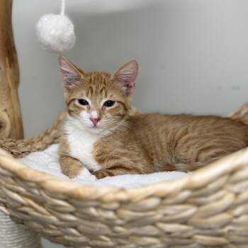 Toffee -  Domestic Medium Hair Cat for Adoption in Mount Rainier, Maryland - Toffee | PetCurious