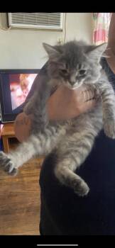 Thing 1 -  Domestic Short Hair Cat for Adoption in Cincinnati, Ohio - Thing 1 | PetCurious