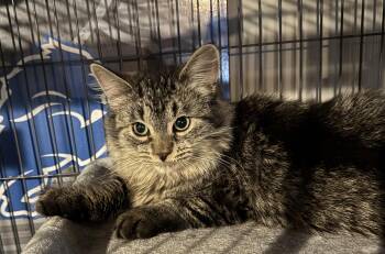 Rescue Tabby Cats for Adoption in Saginaw, Michigan - Ghirardelli | PetCurious