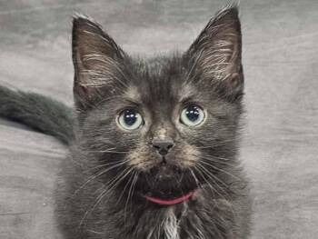 Soot -  Domestic Medium Hair Cat for Adoption in Algood, Tennessee - Soot | PetCurious