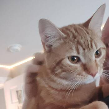 Domestic Short Hair Cats Available for Adoption - Hiccup 2 | PetCurious