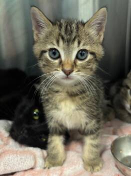 Baboon -  Domestic Short Hair Cat for Adoption in Bloomington, Indiana - Baboon | PetCurious