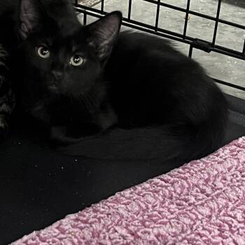Hush -  Domestic Short Hair Cat for Adoption in Idaho Falls, Idaho - Hush | PetCurious