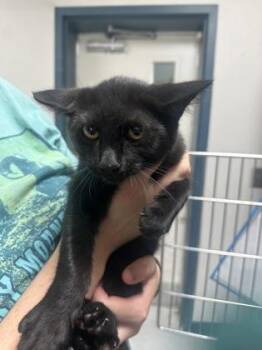 Pippin -  Domestic Short Hair Cat for Adoption in Savannah, Georgia - Pippin | PetCurious