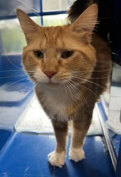 Domestic Medium Hair Cats Available for Adoption in Westminster, Maryland - ARCHIE | PetCurious