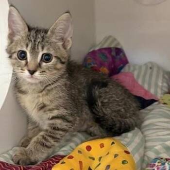 Tomato -  Domestic Short Hair Cat for Adoption in Phoenix, Arizona - Tomato | PetCurious