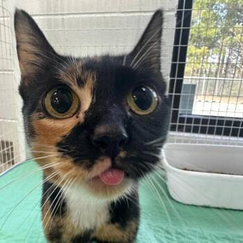 Kitty Poppins -  Domestic Short Hair Cat for Adoption in Gadsden, Alabama - Kitty Poppins | PetCurious