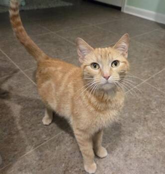 DORITO -  Domestic Short Hair Cat for Adoption in Omaha, Nebraska - DORITO | PetCurious
