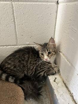 Hope -  Domestic Long Hair Cat for Adoption in Ontario, California - Hope | PetCurious