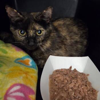 Yang -  Domestic Short Hair Cat for Adoption in Chattanooga, Tennessee - Yang | PetCurious