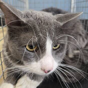 Bolt -  Domestic Short Hair Cat for Adoption in Newark, New Jersey - Bolt | PetCurious