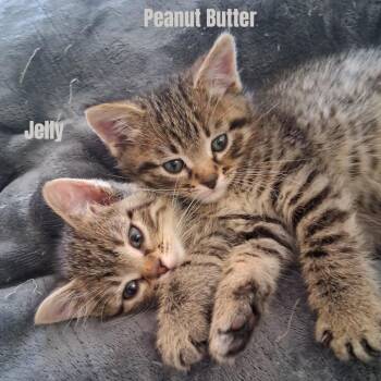 Domestic Short Hair Cats Available for Adoption - Peanut Butter C10958 | PetCurious