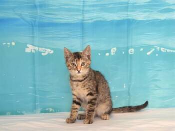 ALLIE -  Domestic Short Hair Cat for Adoption in Oroville, California - ALLIE | PetCurious