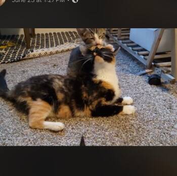 Rescue Domestic Short Hair Cats for Adoption in Waveland, Indiana - Junapir | PetCurious