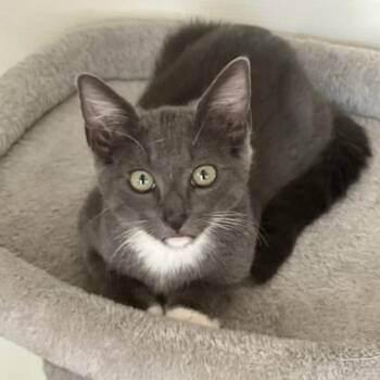 Ash -  Domestic Short Hair Cat for Adoption in Los Angeles, California - Ash | PetCurious