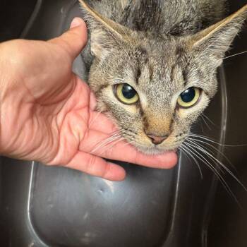 Michi -  Domestic Short Hair Cat for Adoption in Murray, Utah - Michi | PetCurious