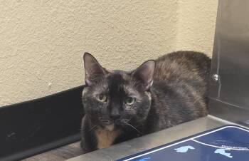 Shadow -  Domestic Short Hair Cat for Adoption in Mission Viejo, California - Shadow | PetCurious