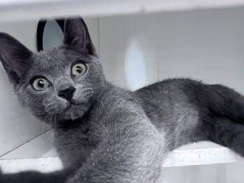Walter -  Domestic Short Hair Cat for Adoption in Hazlet, New Jersey - Walter | PetCurious