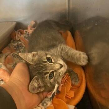 Sarah -  Domestic Short Hair Cat for Adoption in Chehalis, Washington - Sarah | PetCurious