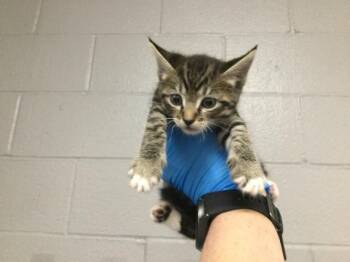 Domestic Short Hair Cats Available for Adoption in Thousand Palms, California - A1917975 | PetCurious