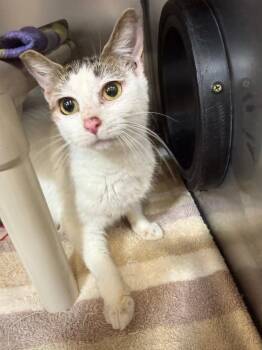 Domestic Short Hair Cats Available for Adoption in Gillette, Wyoming - Ripley | PetCurious