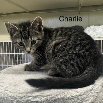 Tiger Cats Available for Adoption in Ulster, Pennsylvania - Charlie | PetCurious