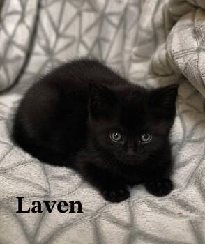 Laven -  Domestic Short Hair Cat for Adoption in Buford, Georgia - Laven | PetCurious
