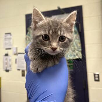 Domestic Short Hair Cats Available for Adoption in Charlottesville, Virginia - Out Of The Box | PetCurious