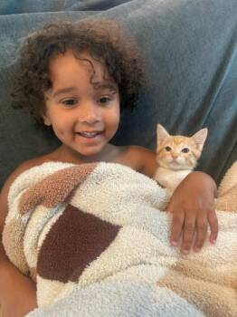 Comanche -  Domestic Short Hair Cat for Adoption in Houston, Texas - Comanche | PetCurious