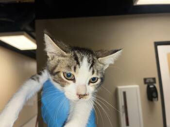 A610888 -  Domestic Short Hair Cat for Adoption in Modesto, California - A610888 | PetCurious