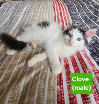 Rescue Domestic Medium Hair Cats for Adoption in Manchester, Tennessee - Clove | PetCurious