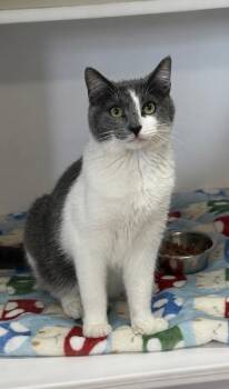Domestic Short Hair Cats Available for Adoption in Bolivar, Missouri - Bashir | PetCurious