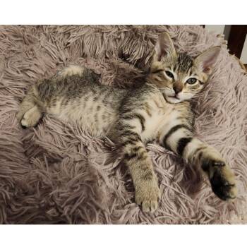 Rescue Tabby and Domestic Short Hair Cats for Adoption in Morgan Hill, California - Luca | PetCurious