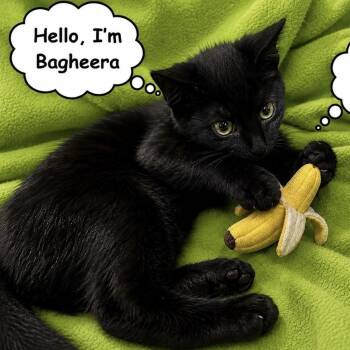 Bagheera W/ Baloo -  Domestic Short Hair Cat for Adoption in Silverton, Oregon - Bagheera W/ Baloo | PetCurious