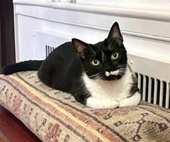 Flower -  Domestic Short Hair Cat for Adoption in Hull, Massachusetts - Flower | PetCurious