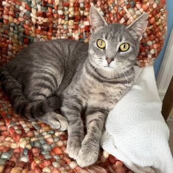 Coltsfoot -  Domestic Short Hair Cat for Adoption in Evanston, Illinois - Coltsfoot | PetCurious