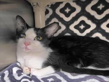 COOKIE -  Domestic Short Hair Cat for Adoption in Derwood, Maryland - COOKIE | PetCurious
