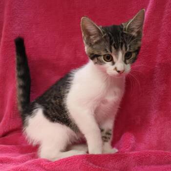 Tessa -  Domestic Short Hair Cat for Adoption in Saint Charles, Missouri - Tessa | PetCurious
