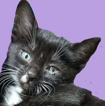 Rescue Domestic Short Hair Cats for Adoption in Savannah, Georgia - Isaac | PetCurious