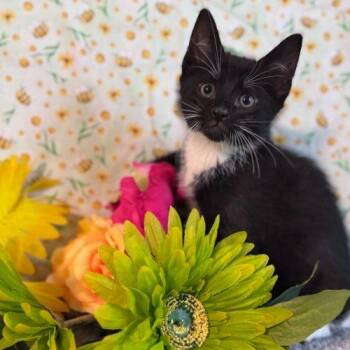 Icarus -  Domestic Short Hair Cat Available for Adoption in Toms River, New Jersey - Icarus | PetCurious