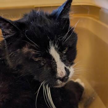 Knickers -  Domestic Medium Hair Cat for Adoption in Las Vegas, Nevada - Knickers | PetCurious