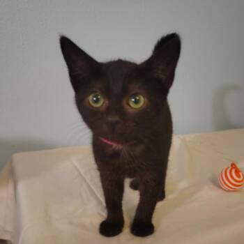 Xandra -  Domestic Short Hair Cat for Adoption in Venice, Florida - Xandra | PetCurious