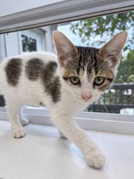 Lavenderbelly -  Domestic Short Hair Cat for Adoption in Arthur, Ontario - Lavenderbelly | PetCurious
