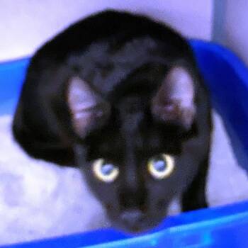 Rescue Domestic Short Hair Cats for Adoption in Pagosa Springs, Colorado - Estefan | PetCurious