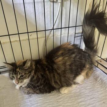 Domestic Long Hair Cats Available for Adoption in Hopkinton, Massachusetts - Belinda | PetCurious