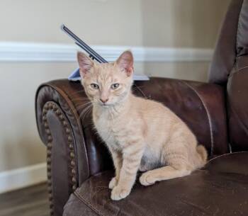 Figaro26 -  Domestic Short Hair Cat for Adoption in Youngsville, North Carolina - Figaro26 | PetCurious